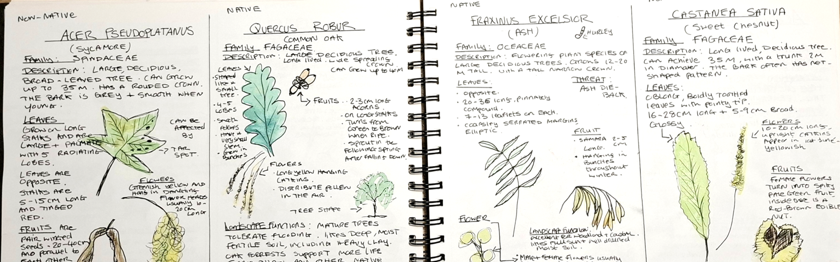 Student notes and drawings on trees